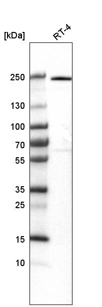 Atlas Antibodies Anti-VWA8 Antibody
