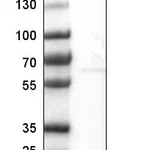Atlas Antibodies Anti-VWA8 Antibody