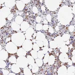 Atlas Antibodies Anti-VWC2L Antibody