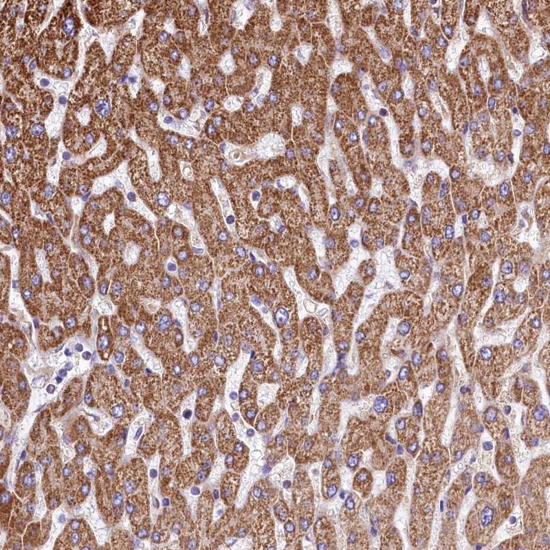 Atlas Antibodies Anti-VWCE Antibody