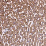 Atlas Antibodies Anti-VWCE Antibody