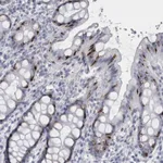 Atlas Antibodies Anti-VWDE Antibody