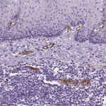 Atlas Antibodies Anti-VWF Antibody