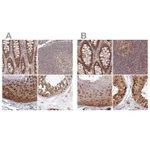 Atlas Antibodies Anti-WAPL Antibody
