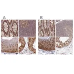 Atlas Antibodies Anti-WAPL Antibody