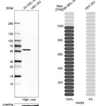 Atlas Antibodies Anti-WARS Antibody