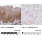 Atlas Antibodies Anti-WASF2 Antibody
