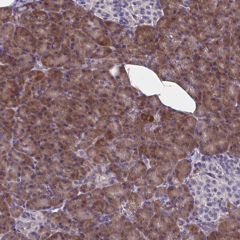 Atlas Antibodies Anti-WBP1 Antibody