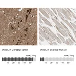 Atlas Antibodies Anti-WASL Antibody
