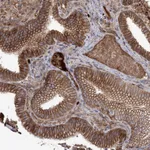 Atlas Antibodies Anti-WBP1L Antibody