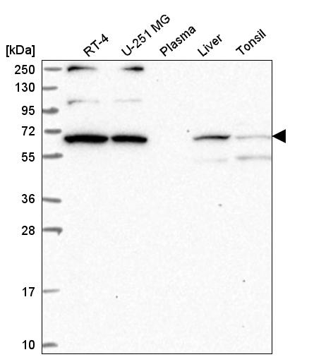 Atlas Antibodies Anti-WBP11 Antibody