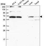 Atlas Antibodies Anti-WBP11 Antibody