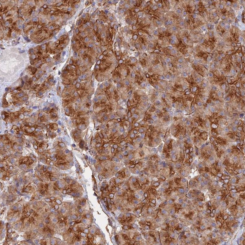 Atlas Antibodies Anti-WBP11 Antibody