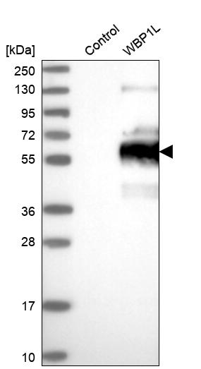 Atlas Antibodies Anti-WBP1L Antibody