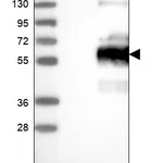Atlas Antibodies Anti-WBP1L Antibody