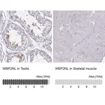 Atlas Antibodies Anti-WBP2NL Antibody