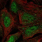 Atlas Antibodies Anti-WBP4 Antibody