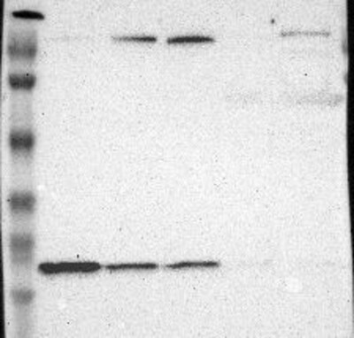 Atlas Antibodies Anti-WDHD1 Antibody