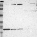 Atlas Antibodies Anti-WDHD1 Antibody