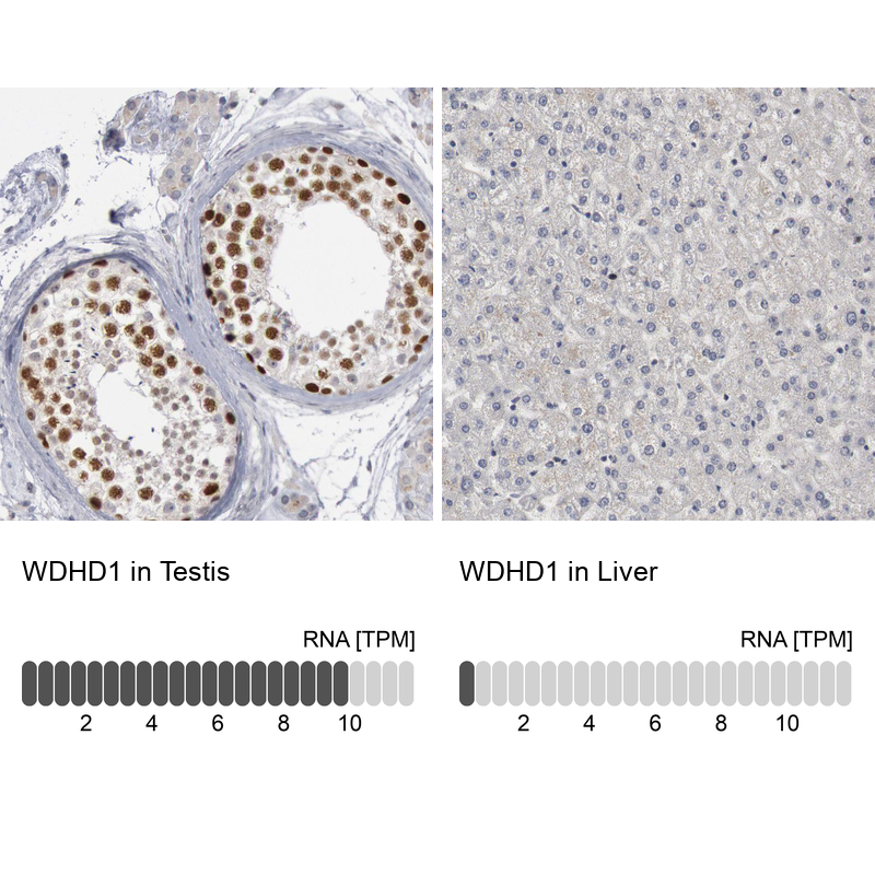 Atlas Antibodies Anti-WDHD1 Antibody
