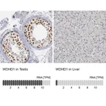 Atlas Antibodies Anti-WDHD1 Antibody