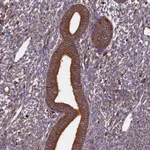 Atlas Antibodies Anti-WDR1 Antibody