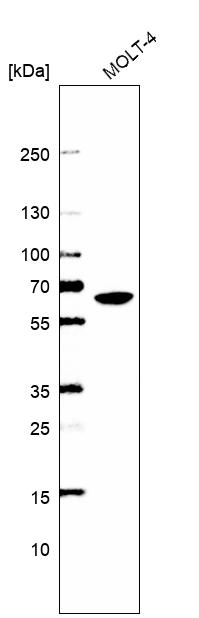 Atlas Antibodies Anti-WDR1 Antibody