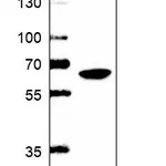 Atlas Antibodies Anti-WDR1 Antibody