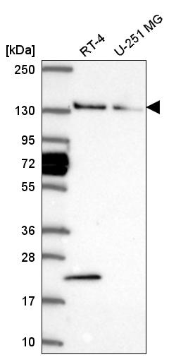 Atlas Antibodies Anti-WDR19 Antibody