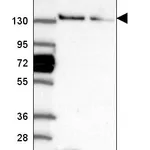 Atlas Antibodies Anti-WDR19 Antibody