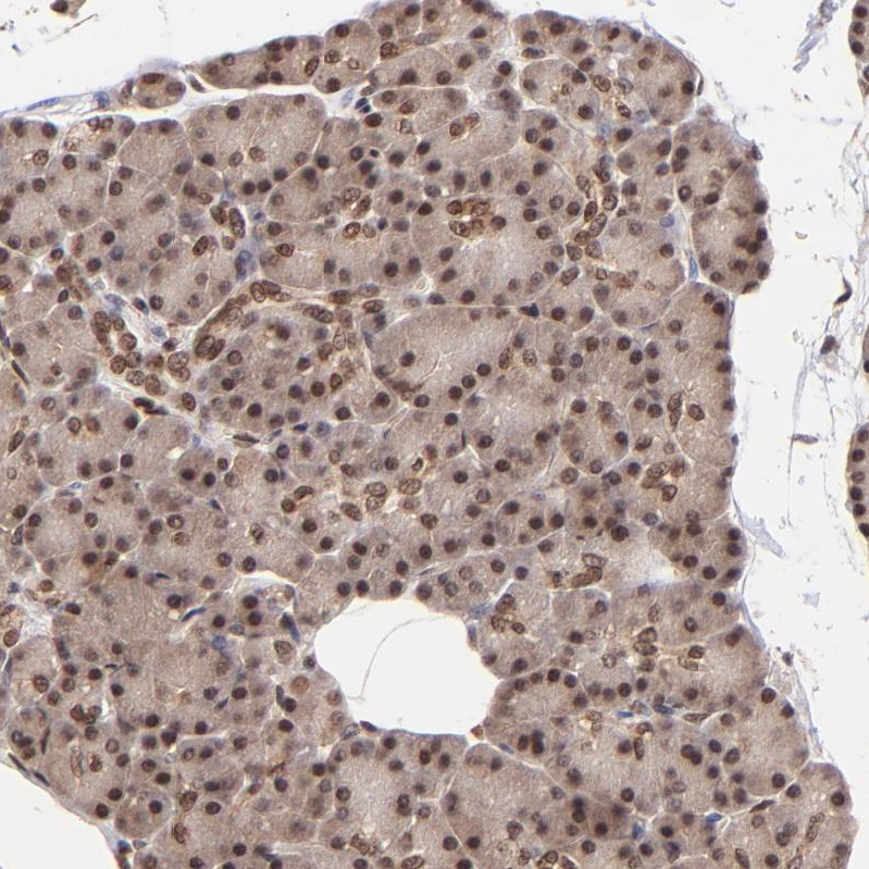 Atlas Antibodies Anti-WDR25 Antibody