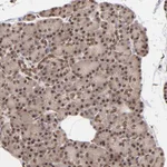 Atlas Antibodies Anti-WDR25 Antibody