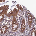 Atlas Antibodies Anti-WDR24 Antibody