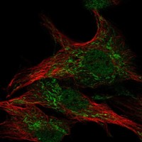 Atlas Antibodies Anti-WDR26 Antibody