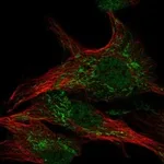 Atlas Antibodies Anti-WDR26 Antibody