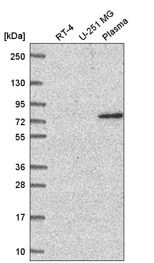 Atlas Antibodies Anti-WDR26 Antibody