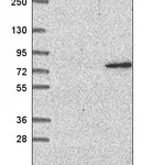 Atlas Antibodies Anti-WDR26 Antibody