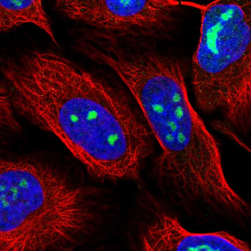 Atlas Antibodies Anti-WDR3 Antibody