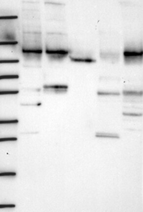 Atlas Antibodies Anti-WDR3 Antibody