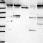 Atlas Antibodies Anti-WDR3 Antibody