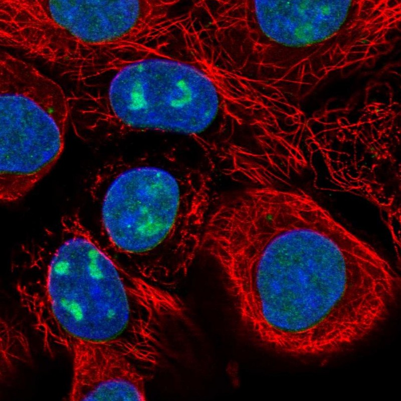 Atlas Antibodies Anti-WDR3 Antibody