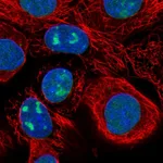 Atlas Antibodies Anti-WDR3 Antibody