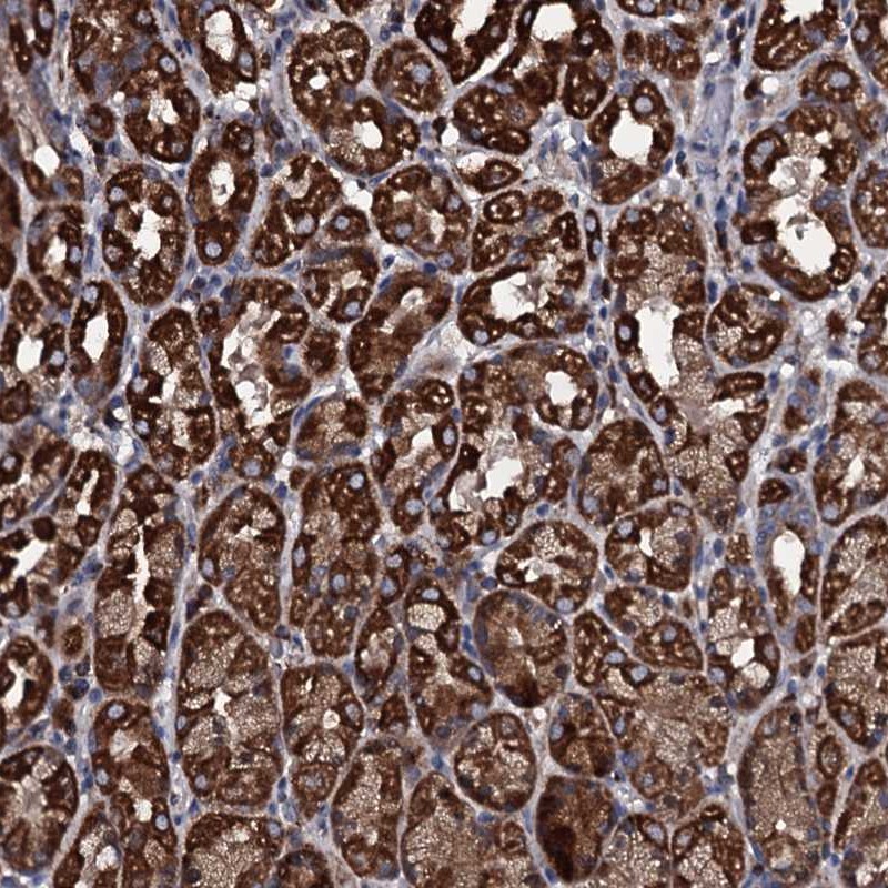 Atlas Antibodies Anti-WDR34 Antibody