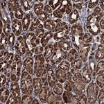 Atlas Antibodies Anti-WDR34 Antibody