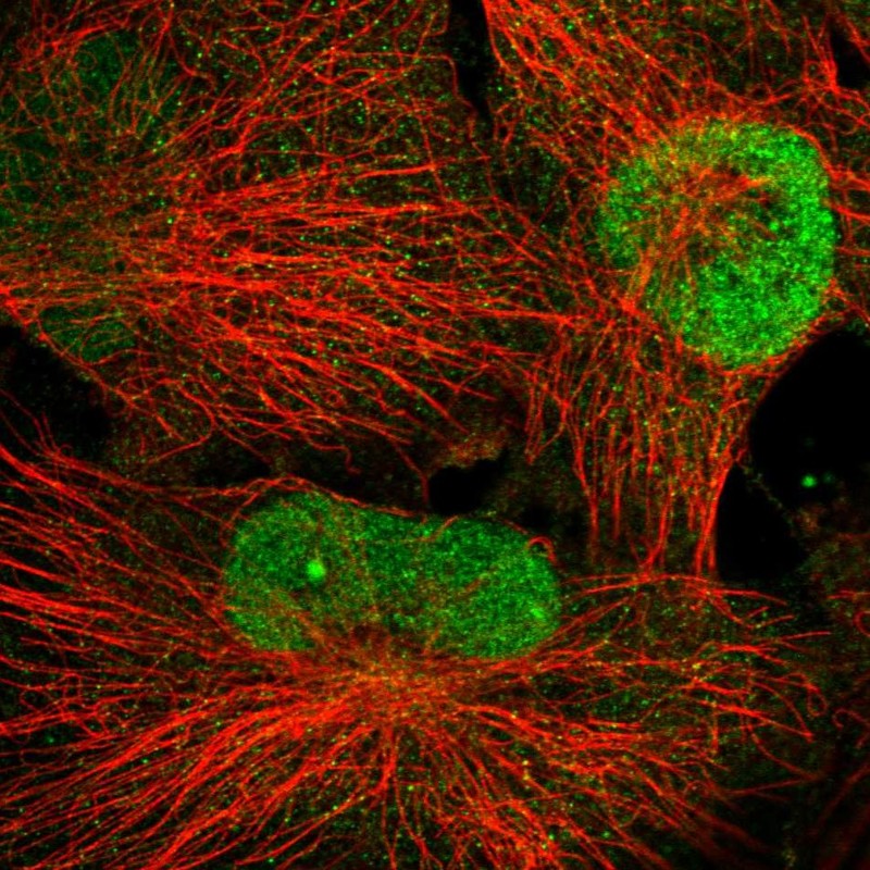 Atlas Antibodies Anti-WDR33 Antibody