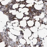Atlas Antibodies Anti-WDR36 Antibody