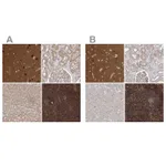 Atlas Antibodies Anti-WDR37 Antibody