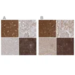 Atlas Antibodies Anti-WDR37 Antibody