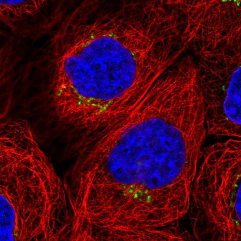 Atlas Antibodies Anti-WDR44 Antibody