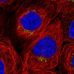 Atlas Antibodies Anti-WDR44 Antibody